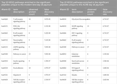 Modern broiler chickens exhibit a differential gastrointestinal immune and metabolic response to repeated CpG injection relative to a 1950s heritage broiler breed